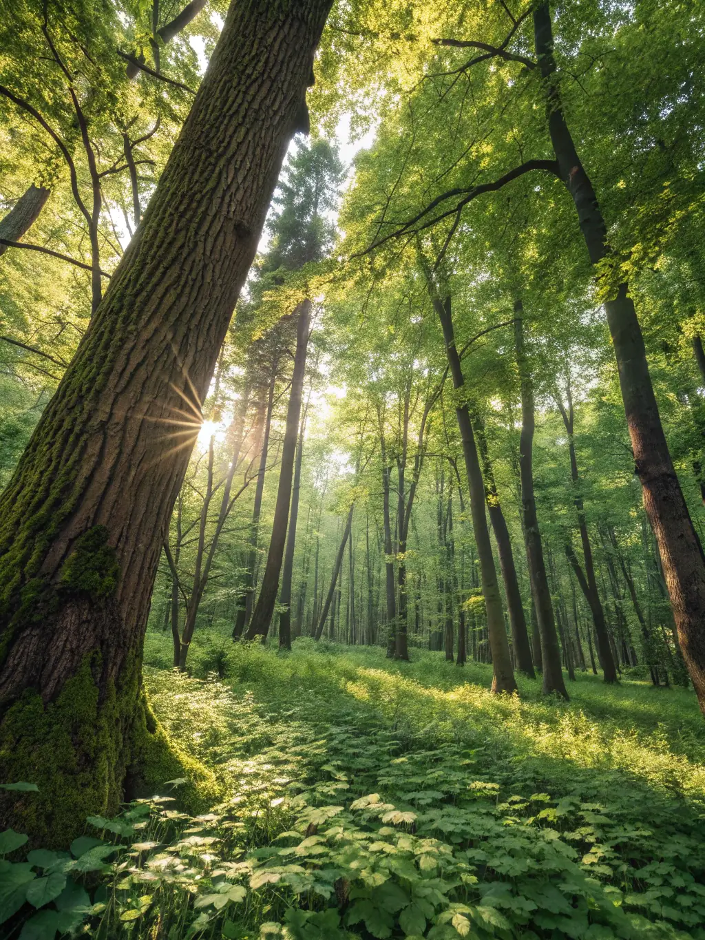 A lush, restored forest area with native flora and fauna thriving, showcasing healthy habitats managed by our organization.